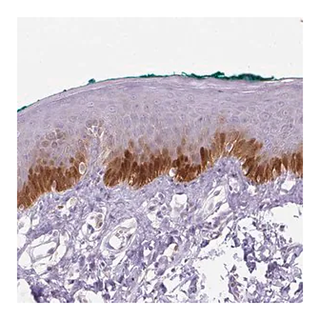 Merck Anti-TMEM45A antibody produced in rabbit