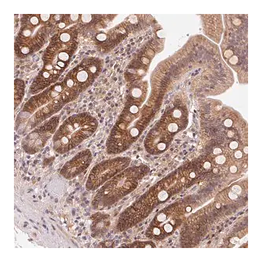 Merck Anti-SLC52A2 antibody produced in rabbit