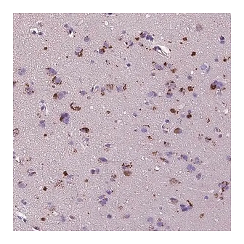 Merck Anti-TM4SF20 antibody produced in rabbit