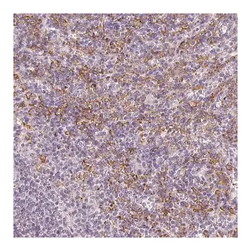 Merck Anti-IFNGR1 antibody produced in rabbit