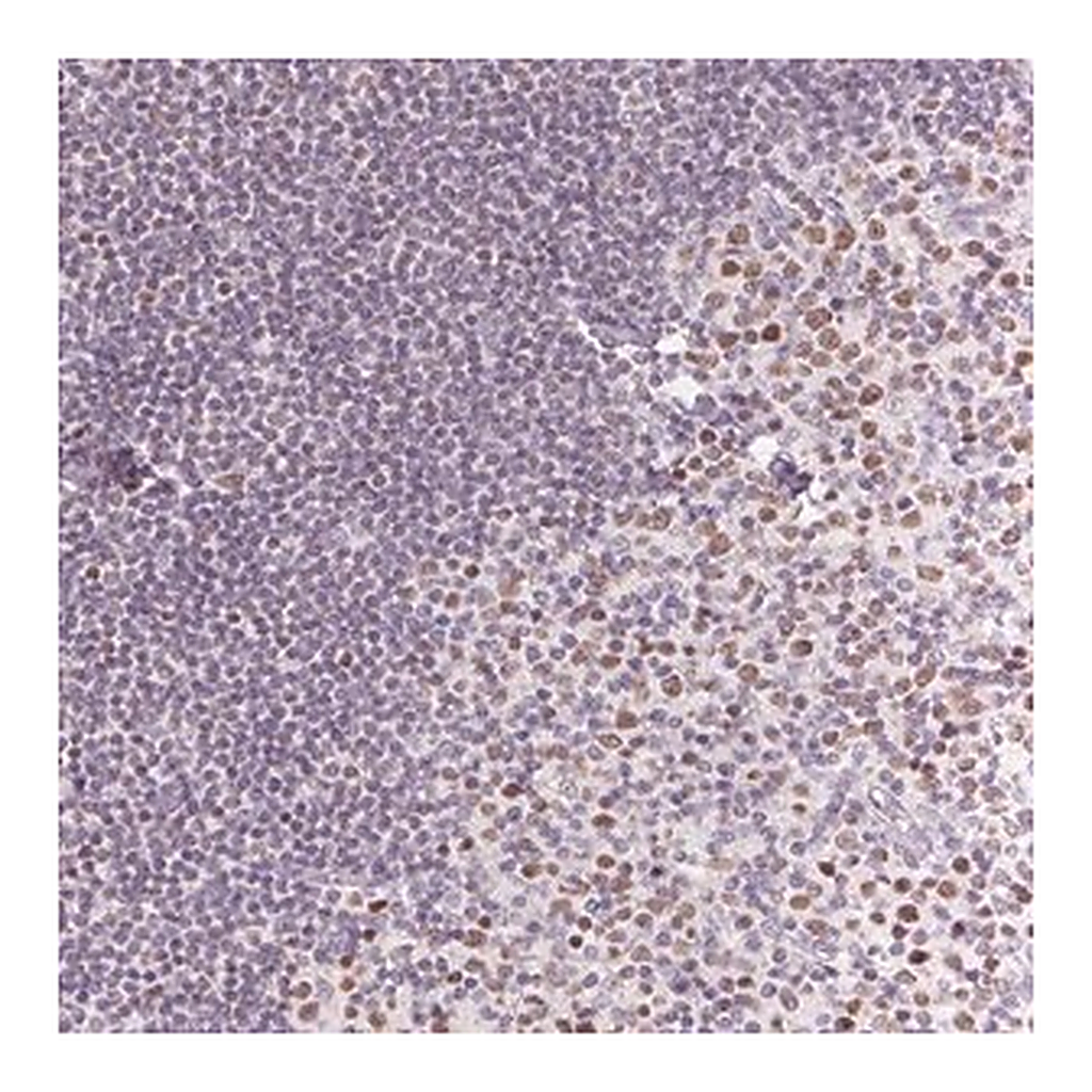 Merck Anti-POU2F2 antibody produced in rabbit