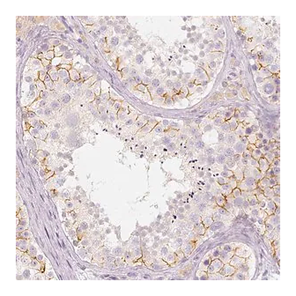 Merck Anti-BATF antibody produced in rabbit