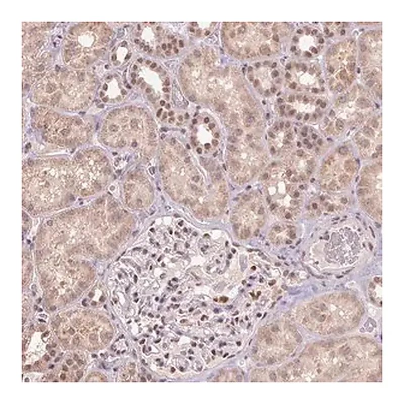 Merck Anti-ZBTB4 antibody produced in rabbit