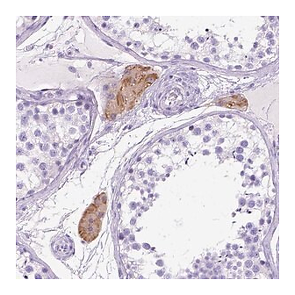 Merck Anti-C1QTNF3 antibody produced in rabbit