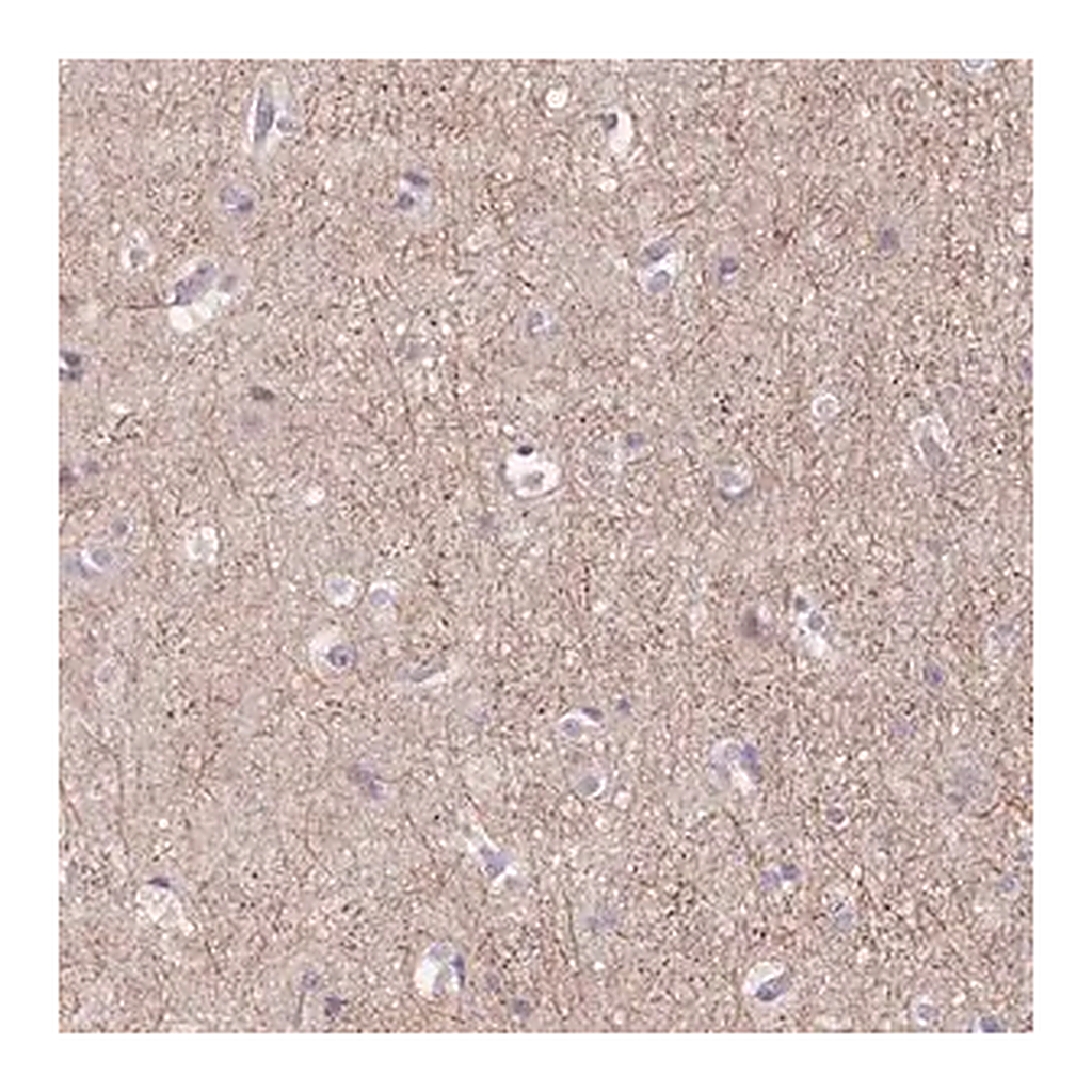 Merck Anti-GRM2 antibody produced in rabbit