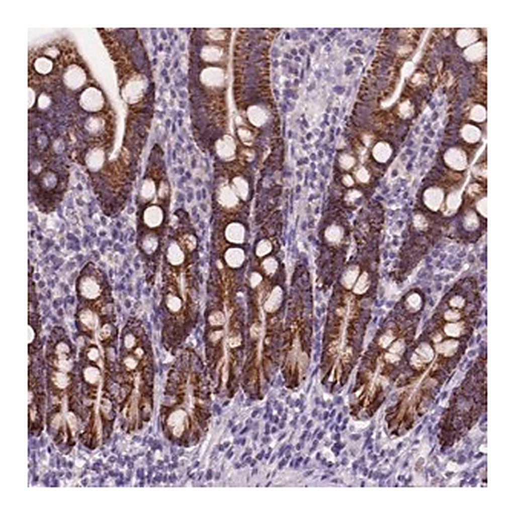 Merck Anti-L2HGDH antibody produced in rabbit