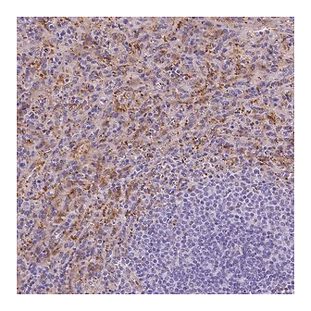 Merck Anti-SLC40A1 antibody produced in rabbit