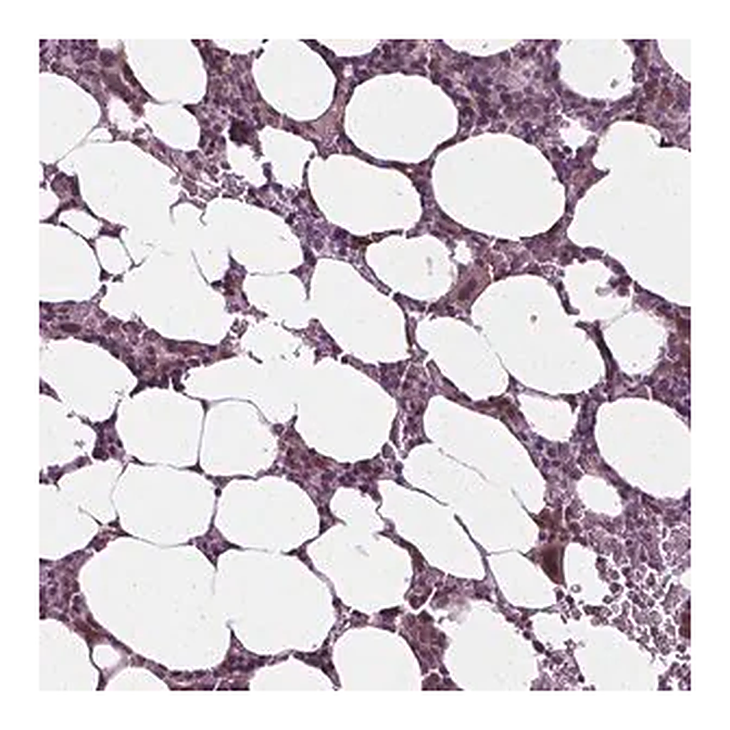 Merck Anti-DENND4A antibody produced in rabbit