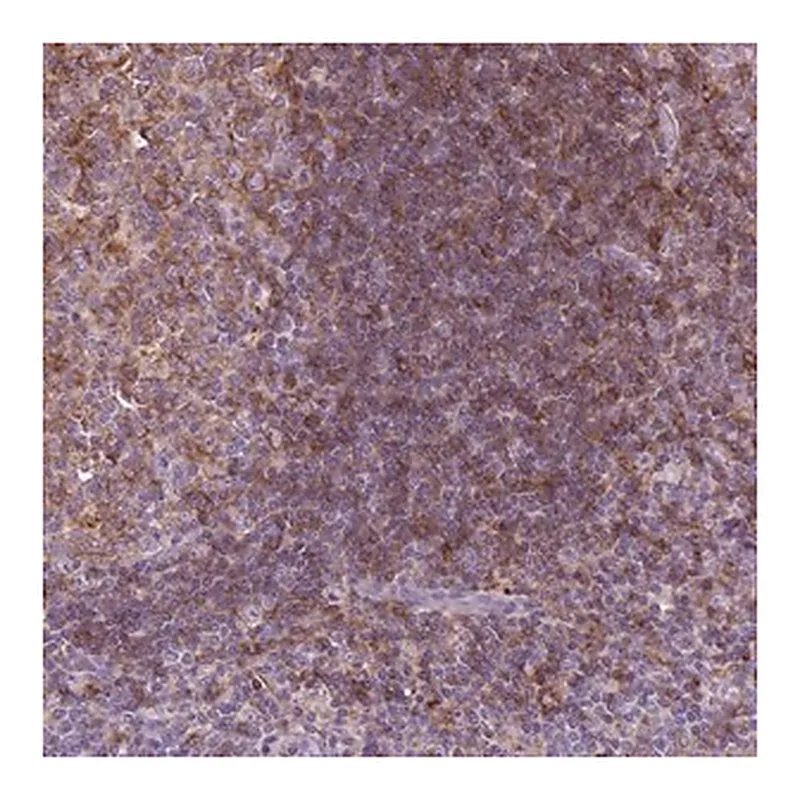 Merck Anti-MKRN2OS antibody produced in rabbit