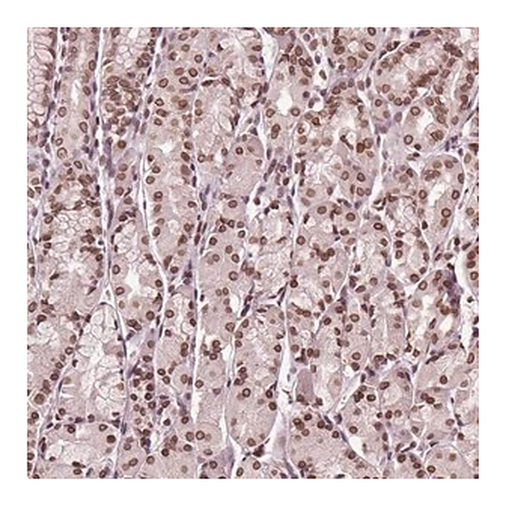 Merck Anti-TTC39C antibody produced in rabbit