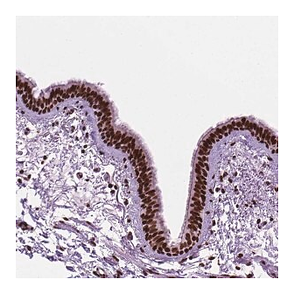 Merck Anti-C9orf69 antibody produced in rabbit