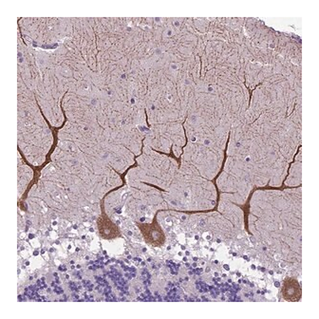 Merck Anti-ADRA2B antibody produced in rabbit