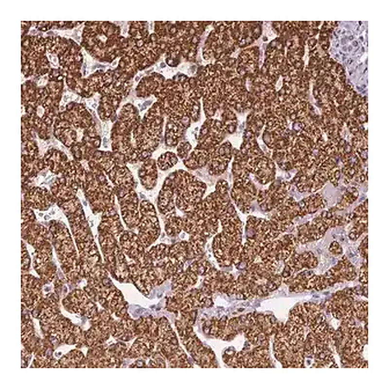 Merck Anti-SC5D antibody produced in rabbit