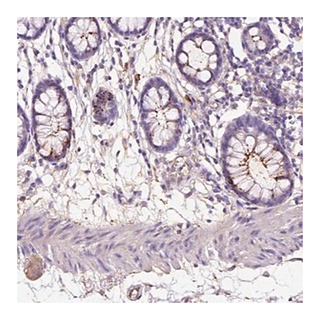 Merck Anti-GDPD5 antibody produced in rabbit