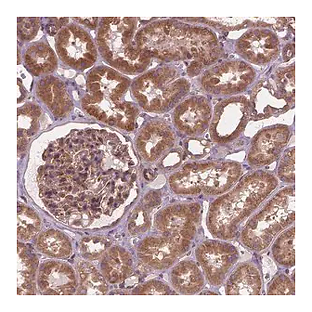 Merck Anti-MZT1 antibody produced in rabbit