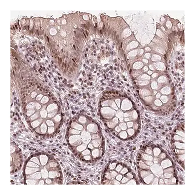 Merck Anti-TTC34 antibody produced in rabbit