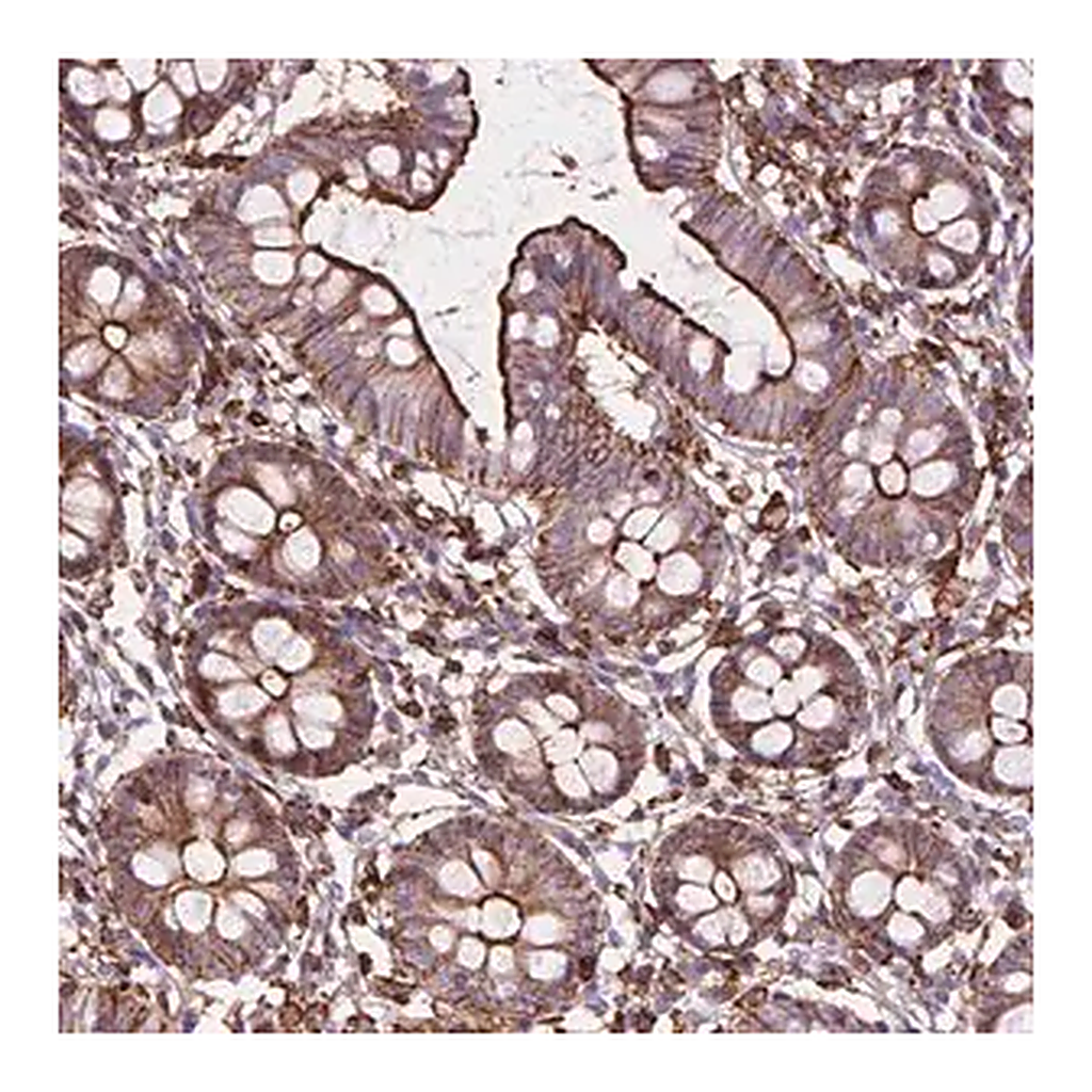 Merck Anti-PATJ antibody produced in rabbit