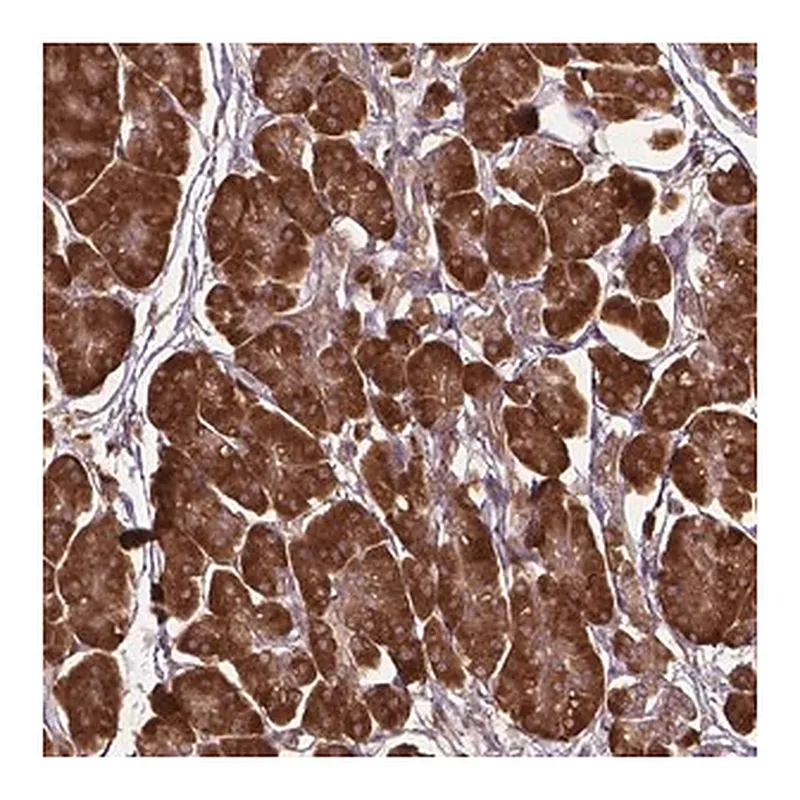 Merck Anti-GAS1 antibody produced in rabbit