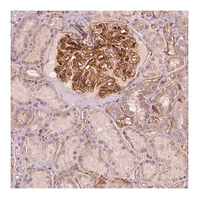 Merck Anti-TSPO2 antibody produced in rabbit