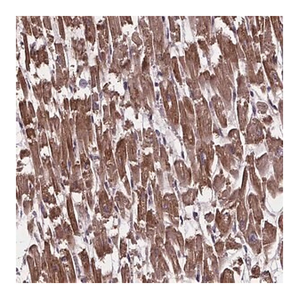 Merck Anti-YME1L1 antibody produced in rabbit
