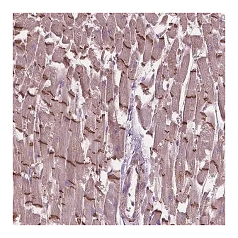 Merck Anti-COMMD4 antibody produced in rabbit