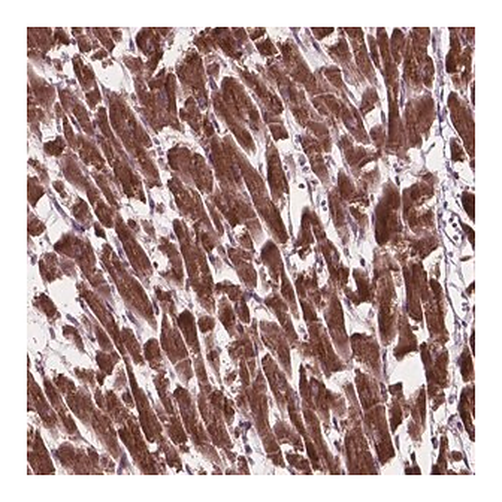 Merck Anti-MRPL33 antibody produced in rabbit
