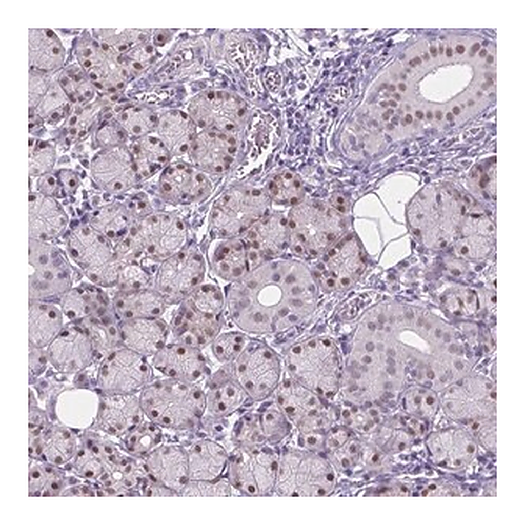 Merck Anti-APCDD1L antibody produced in rabbit