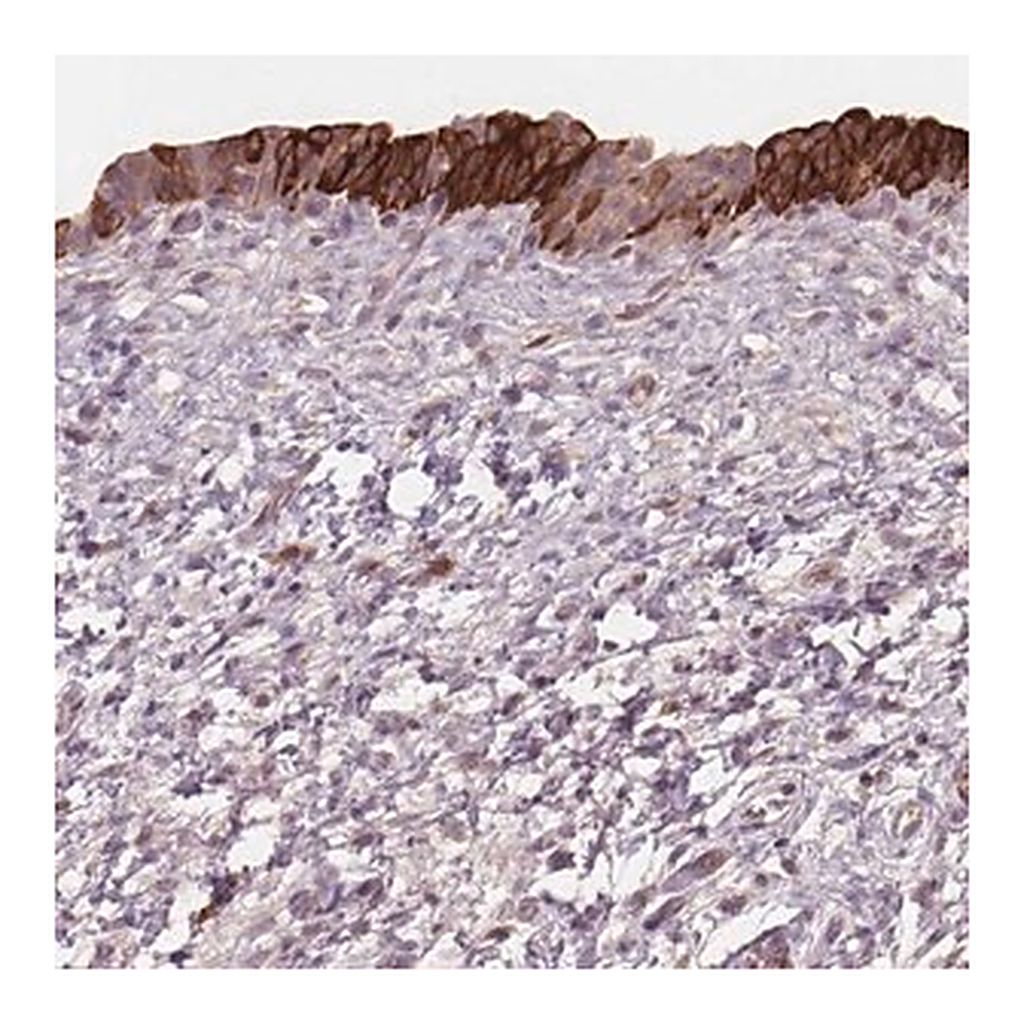 Merck Anti-TMEM80 antibody produced in rabbit