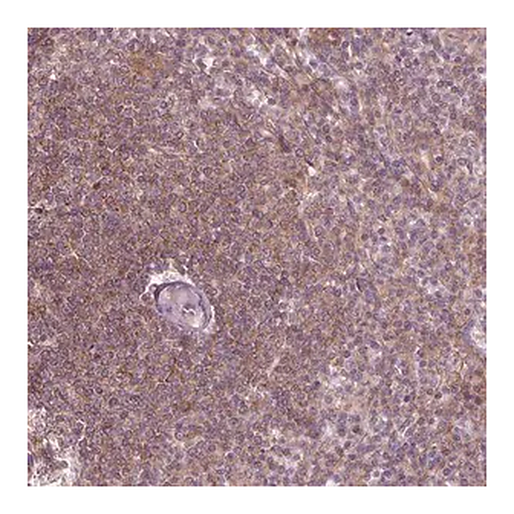 Merck Anti-ADAM33 antibody produced in rabbit