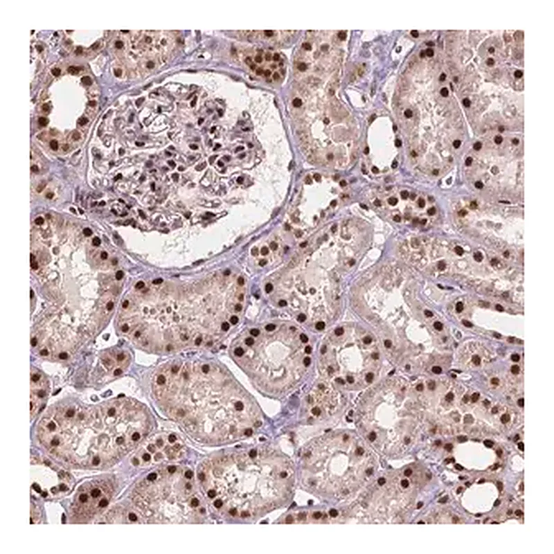 Merck Anti-ANP32A antibody produced in rabbit