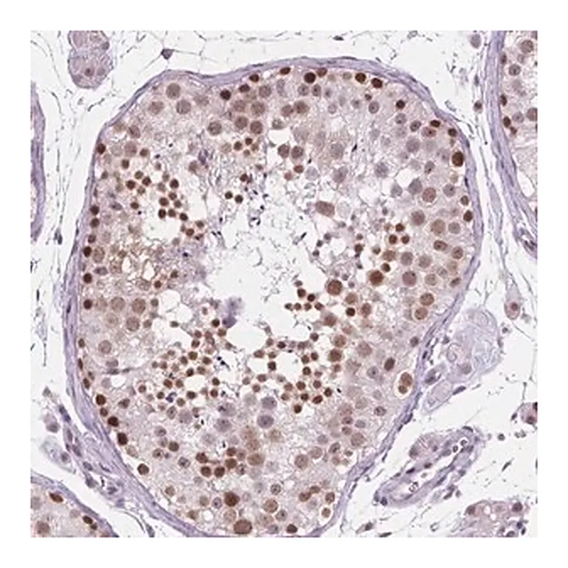 Merck Anti-FAM50B antibody produced in rabbit