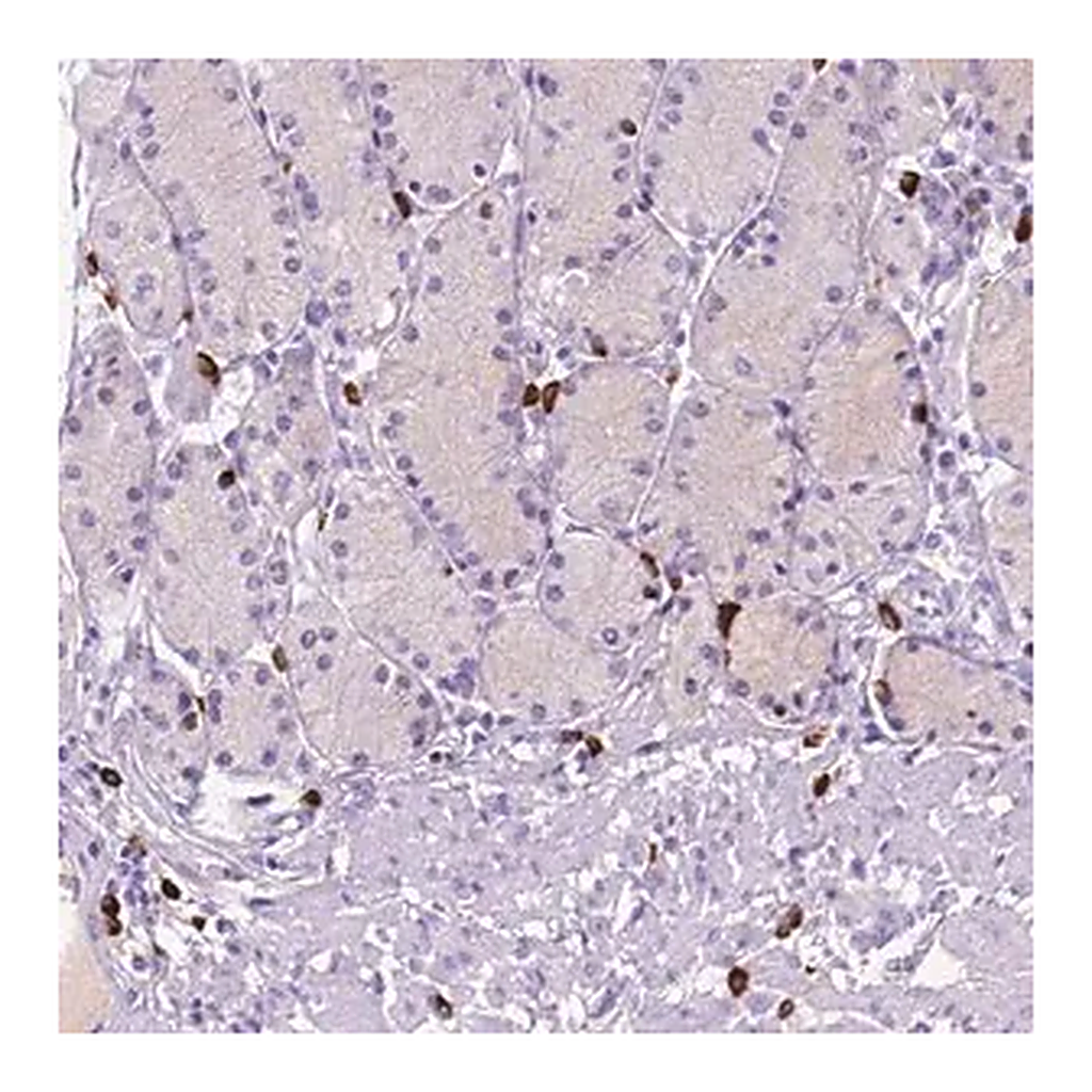 Merck Anti-FOXB2 antibody produced in rabbit