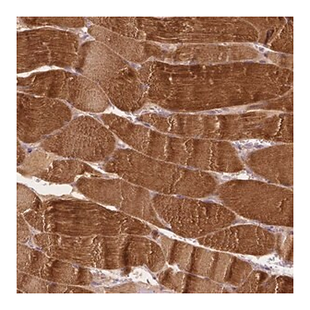 Merck Anti-MROH6 antibody produced in rabbit
