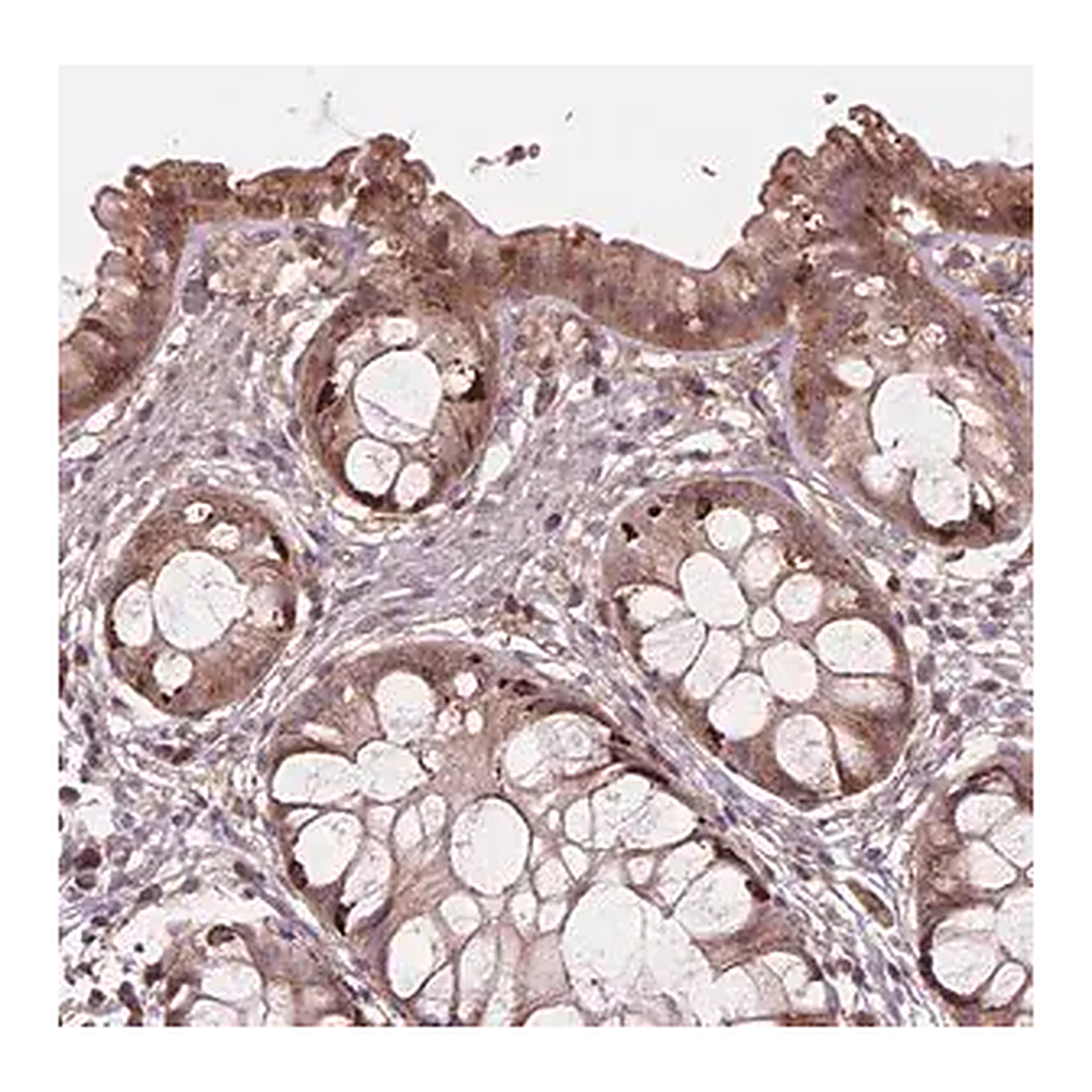 Merck Anti-FNIP1 antibody produced in rabbit