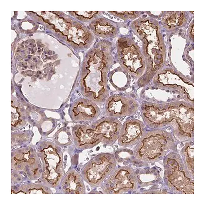 Merck Anti-DMWD antibody produced in rabbit