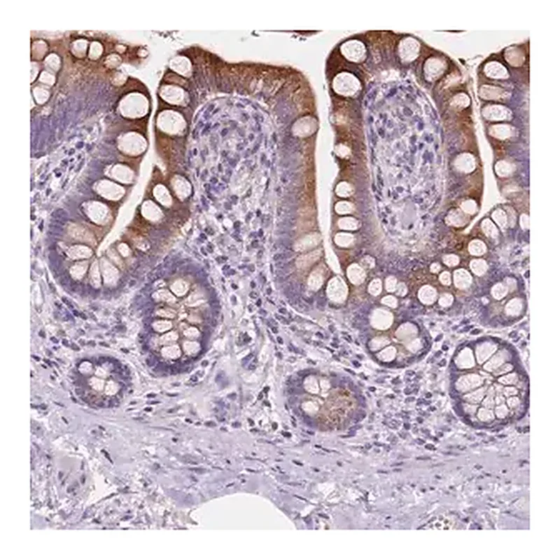 Merck Anti-IREB2 antibody produced in rabbit
