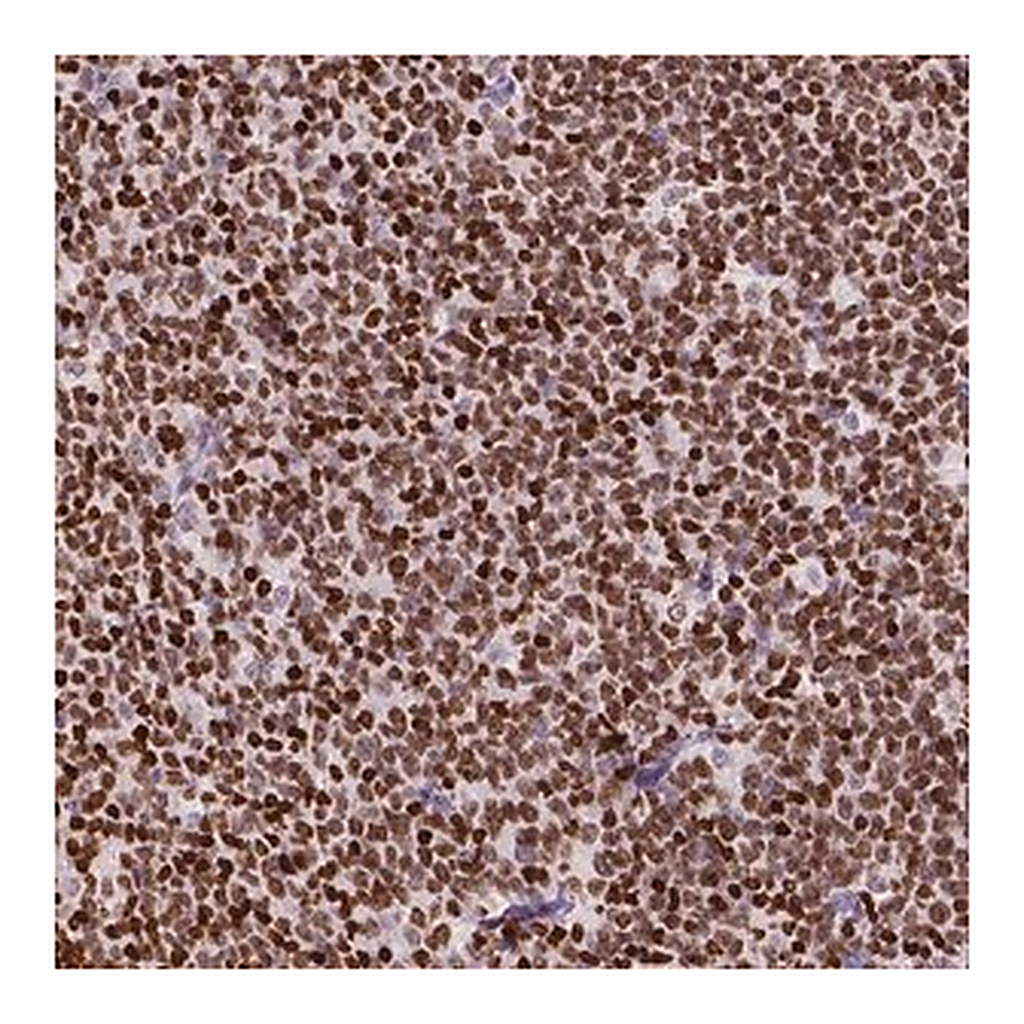 Merck Anti-CBY3 antibody produced in rabbit