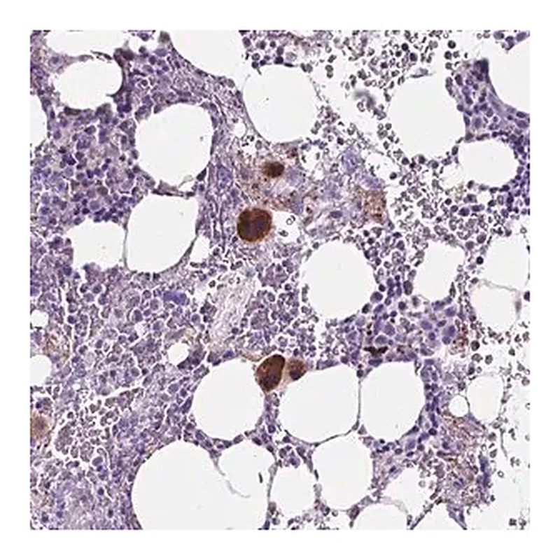 Merck Anti-EBLN2 antibody produced in rabbit