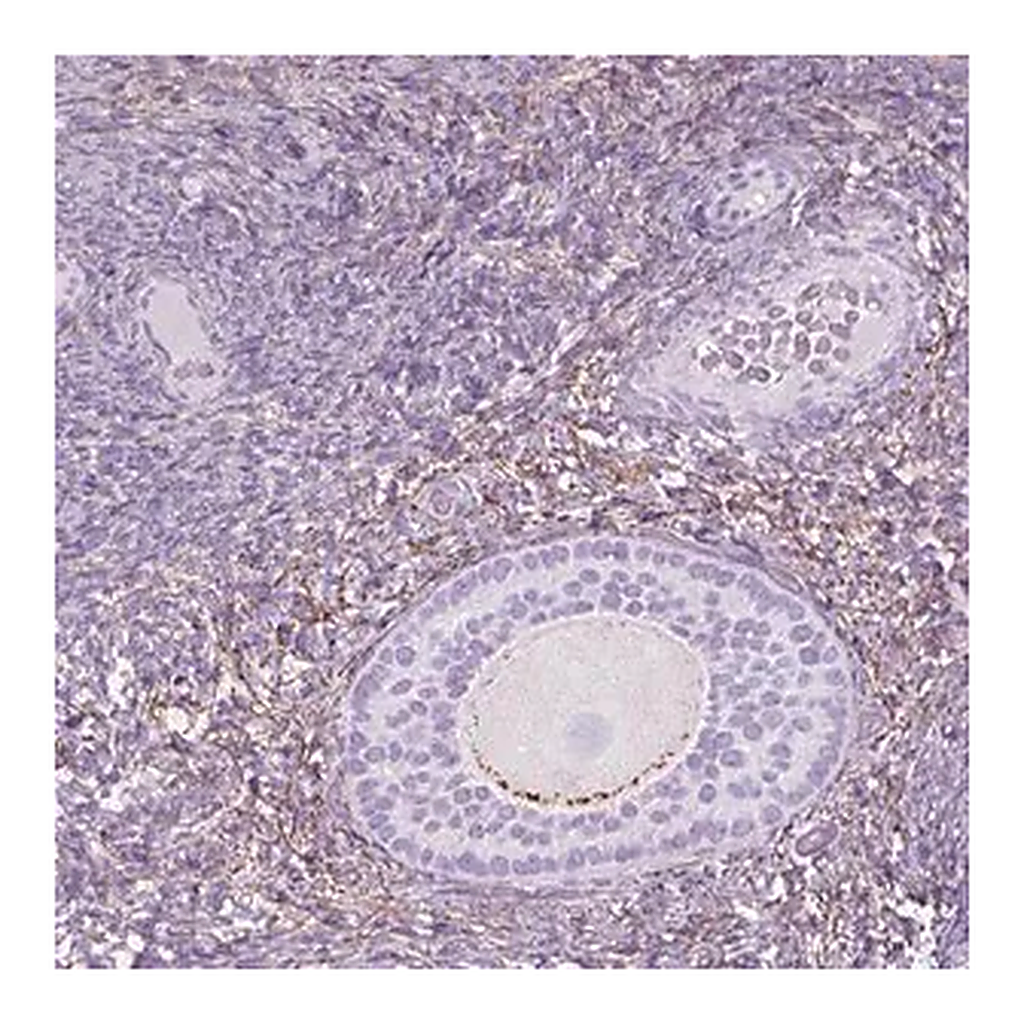 Merck Anti-GDF9 antibody produced in rabbit