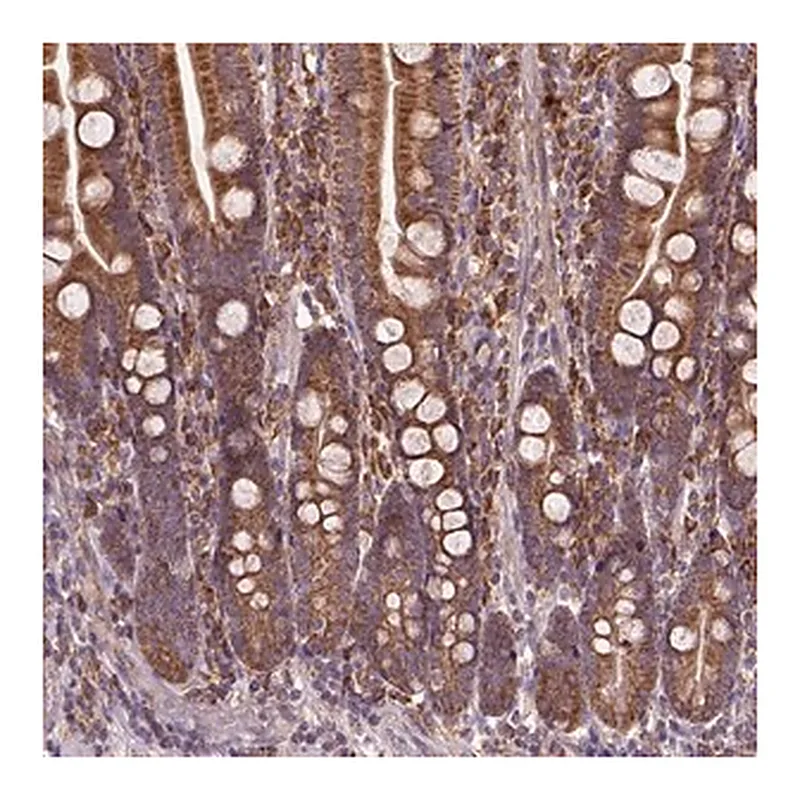 Merck Anti-MAPK8IP3 antibody produced in rabbit