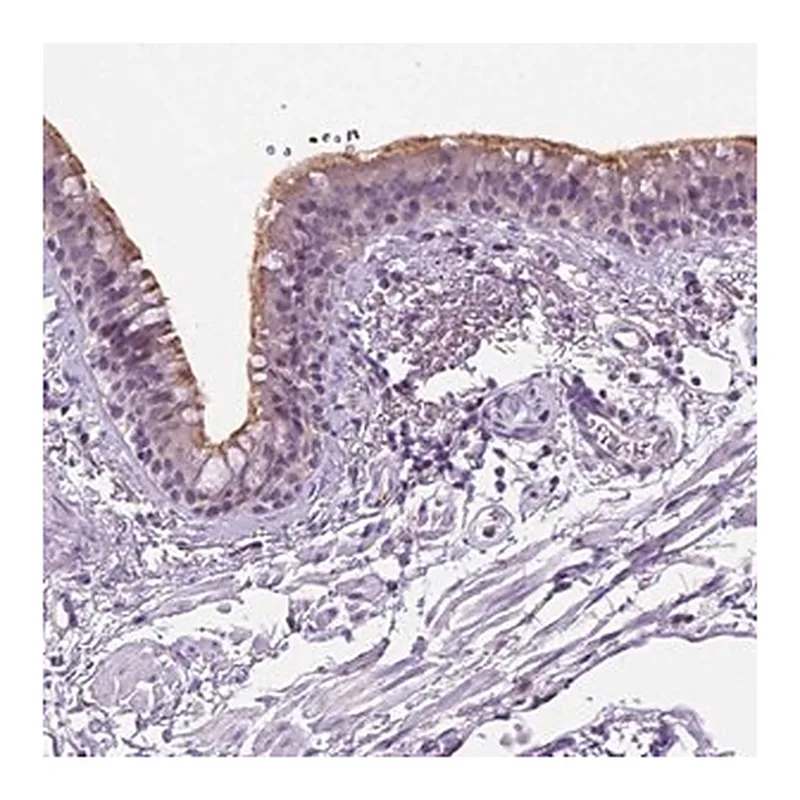 Merck Anti-MMP27 antibody produced in rabbit