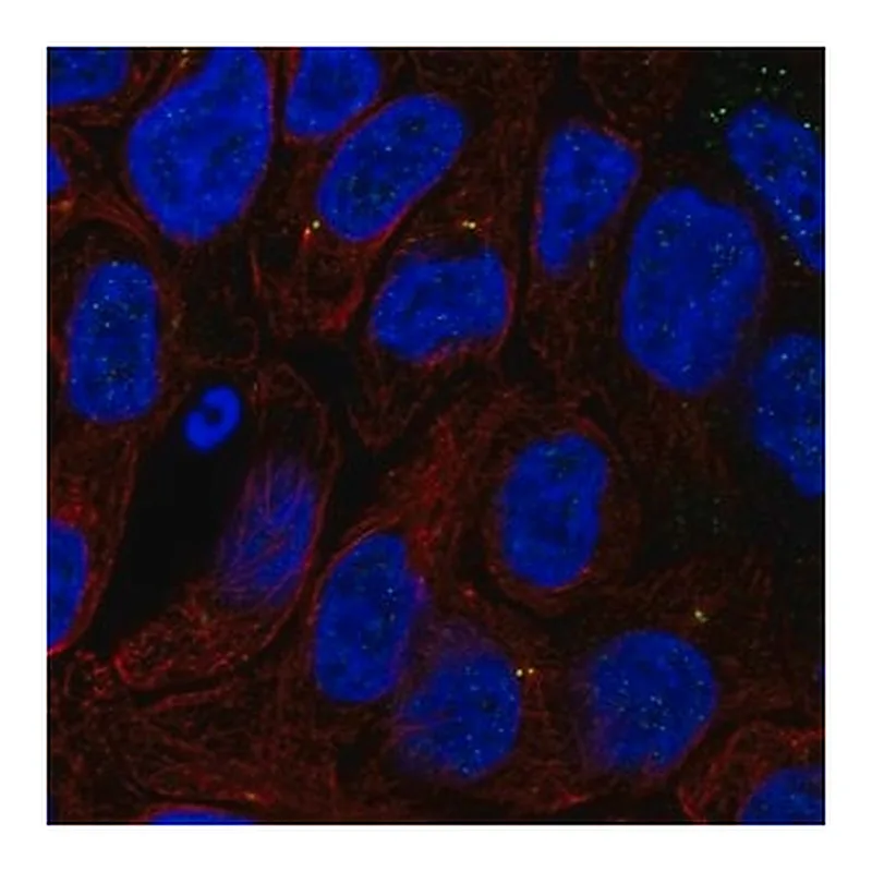 Merck Anti-TTC6 antibody produced in rabbit
