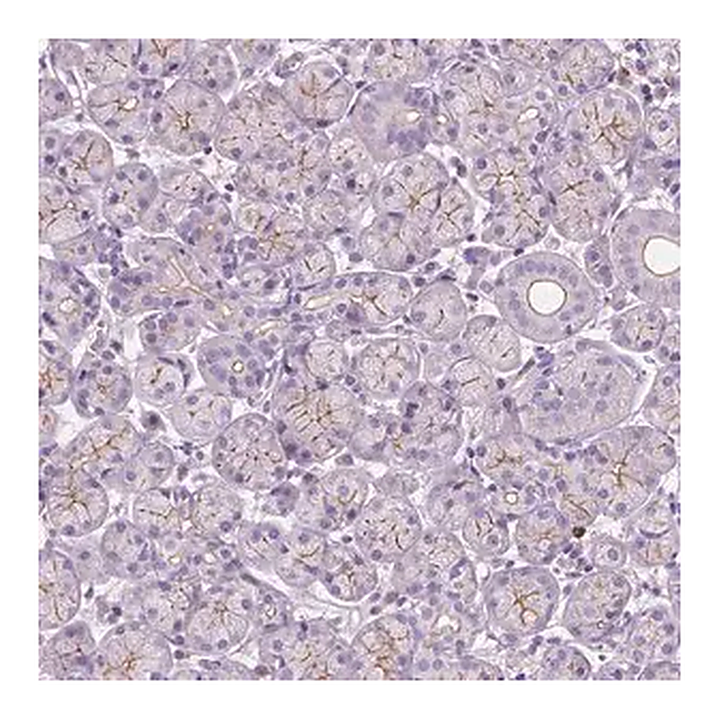 Merck Anti-PRR35 antibody produced in rabbit