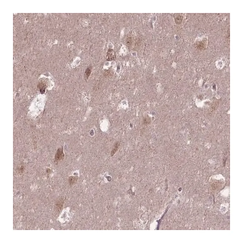 Merck Anti-TMEM135 antibody produced in rabbit