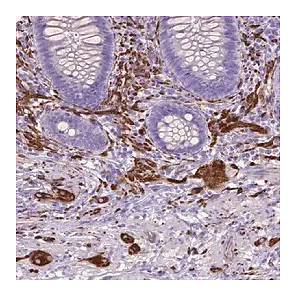 Merck Anti-MAPT antibody produced in rabbit