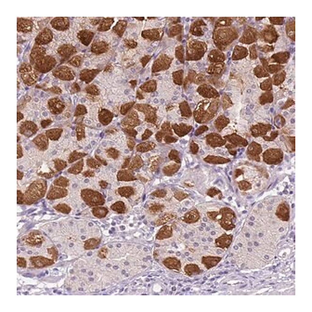 Merck Anti-PEX11G antibody produced in rabbit