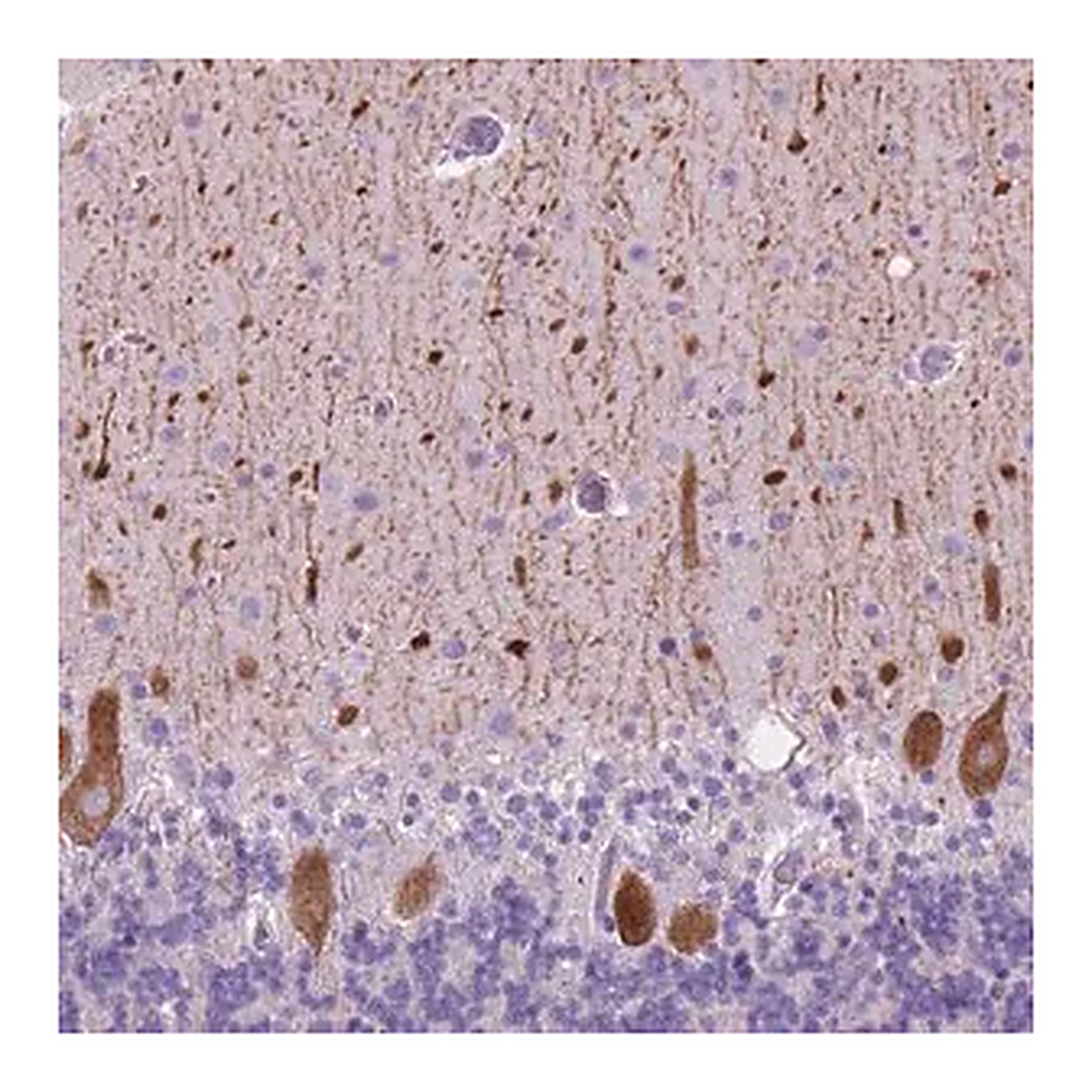 Merck Anti-GRIN2B antibody produced in rabbit