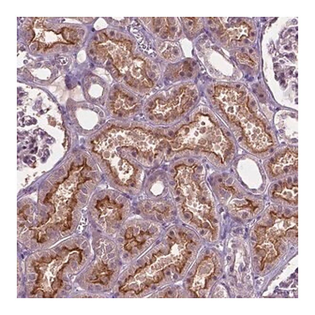 Merck Anti-ARL5C antibody produced in rabbit