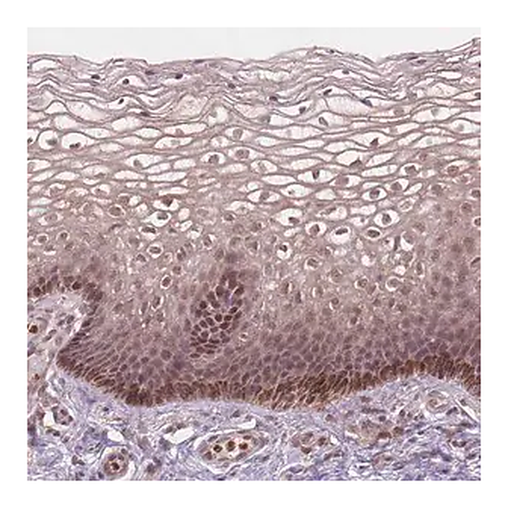 Merck Anti-NFAT5 antibody produced in rabbit