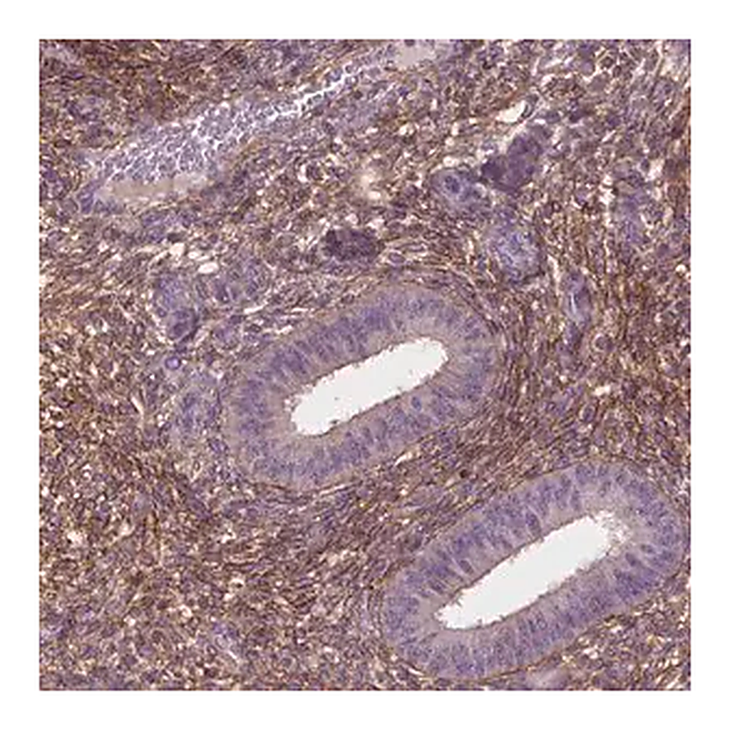 Merck Anti-LRRC3C antibody produced in rabbit